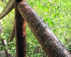 Bilder vom Schwarmflug von Crematogaster scutellaris in Italien, 21. Okt. 2011 Noto Antica, Sizilien, ca. 14:00, nach...