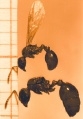 Myrmica rubra, Mikro- und Makrogyne