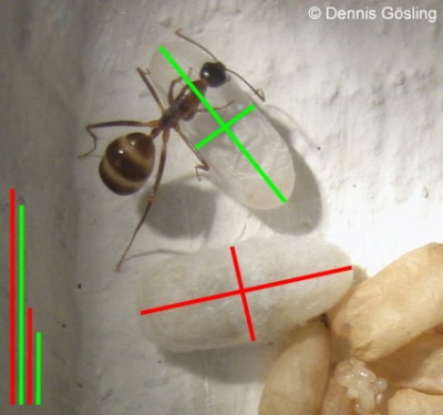 IMG 5329 klein beide.jpg