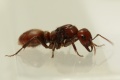 Polyergus rufescens (Jacky) Königin3.jpg