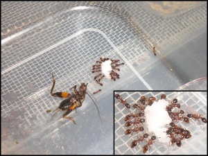 L. acervorum Arbeiterinnen