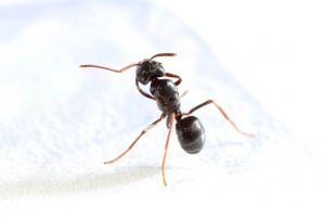 Lasius fuliginosus -Königin Vertreter der Untergattung