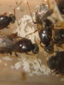 Lasius niger2.jpg