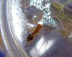 Arbeiterin von Temnothorax cf. nylanderi an Zuckerwasser