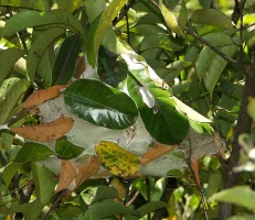Ein großes Gespinstnest im Botanischen Garten von Kandy, Sri Lanka