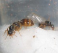 Solenopsis fugax Königinnen kurz nach dem Schwarmflug: