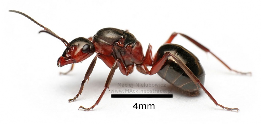 Formica polyctena.jpg