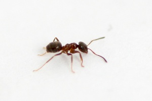 Lasius emarginatus -Arbeiterin