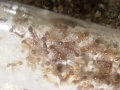 Myrmica-sp1.jpg
