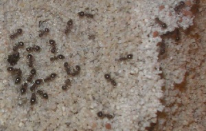 M. bicolor Arbeiterinnen