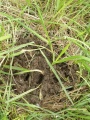 kurzfristig überflutetes Erdnest von Lasius flavus zwei Tage danach.