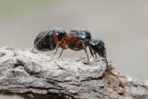 Königin von Camponotus herculeanus