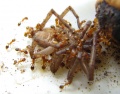 Temnothorax cf. nylanderi -Arbeiterinnen an einer Spinne
