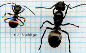 Polyrhachis dives -Arbeiterin und Königin