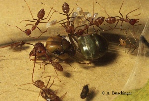 O. smaragdina aus Bangkok/Thailand