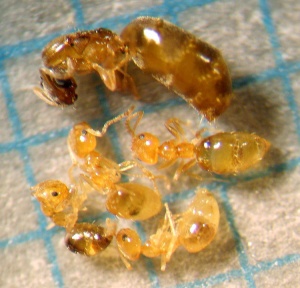 tote P. alluadi Arbeiterinnen und Gyne