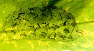 Nest von P. muelleri