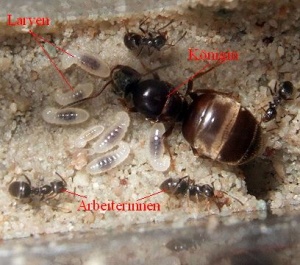 Königin, Arbeiterinnen, und Larven von Lasius niger