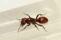 Polyergus rufescens (Jacky) Königin2.jpg