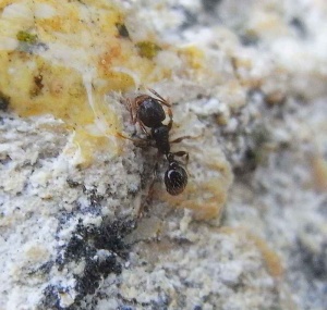 Arbeiterin von Tetramorium