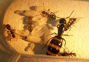 Junge Kolonie aus Spanien im 2. Sommer nach der Gründung. Die Königin ist deutlich physogastrisch. Die Brut besteht aus Eiern, Larven und eingesponnenen Puppen. Der dunkle Fleck am Hinterende der Puppenkokons ist das Meconium, der Larvenkot, der nach dem Spinnen des Kokons und kurz vor der Häutung zur Puppe ausgestoßen wurde.