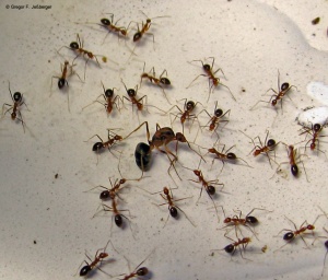 Gyne mit Arbeiterinnen