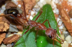 Myrmecia pavida Arbeiterin