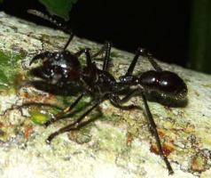 Eine Arbeiterin auf einem Baumstamm in stärkerer Vergrößerung. Trotz teilweiser Unschärfe ist der „gelbe“ Vorderfuß zu erkennen. In Wahrheit handelt es sich dabei um eine dichte, gelb- bis rostrote Haarbürste (s. u.).