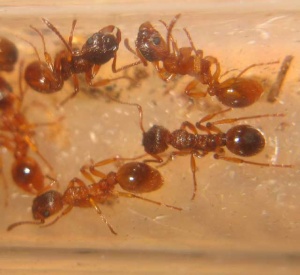 Myrmica ruginodis Arbeiterinnen
