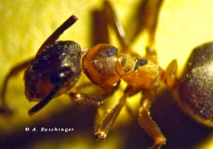 Formica paralugubris -Arbeiterin