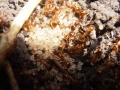 Myrmica-sp2.jpg