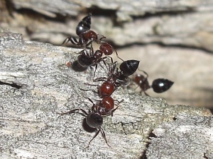 Arbeiterinnen von C. scutellaris in Abwehrhaltung