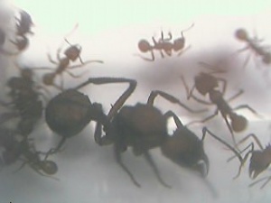 Königin und Arbeiterinnen an einer Wasserstelle