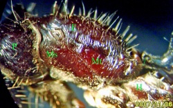 Seitenansicht des Thorax (der Kopf wäre links). P = Pronotum; Ms, Mt = Meso- und Metanotum; E = Epinotum (die beiden schrägen Striche kennzeichnen seine vordere und hintere Begrenzung); H = Coxa des Hinterbeins, das ja unten am Metanotum ansitzt.