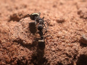 Arbeiterinnen von Polyrhachis dives