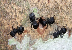 Cephalotes2.jpg