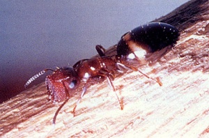 C. truncatus Soldat