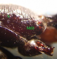 Rechts von dem S ist eine schräg von links oben nach rechts unten weisende Spalte mit wulstigen Rändern zu sehen: Das Stigma des Epinotums. Bei anderen Ameisen erscheint es zumeist rund oder schwach oval. Rechts von MtD leuchten einige Flecken mit helleren Farbtönen: Das sind die Hohlräume (Reservoire) der Metathorakaldrüse, die stets das Hinterende des Metathorax markiert. Unter „MtD“ ist die Coxa des linken Mittelbeines zu sehen. Das linke Hinterbein, das unterhalb der Metathorakaldrüse ansetzen würde, wurde komplett entfernt (einschließlich der Coxa) um den Blick auf den Ansatz des Petiolus freizugeben (der im Bild allerdings nicht scharf ist).