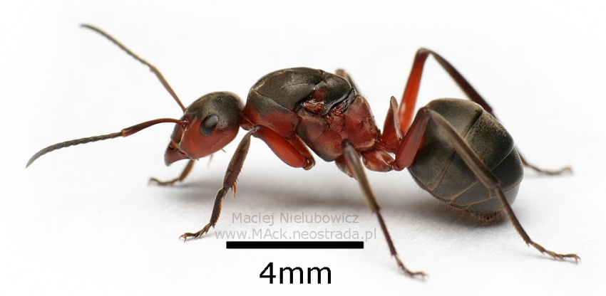 Formica pratensis.jpg