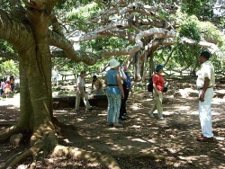 Derselbe Baum dient als schattiger Picknickplatz für hitzegestresste Touristen. Aus Luftwurzeln wachsen nach Erreichen des Bodens neue Stämme, es entwickelt sich ein „Wäldchen“, das aus einem einzigen Baum besteht. Links vorn ein solcher Sekundärstamm, über einen langen Ast ist er mit dem ursprünglichen Stamm hinten verbunden. Oecophylla smaragdina hat somit etliche Möglichkeiten Zugang zum Boden zu finden.