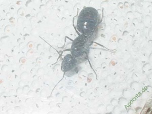 C. aethiops Königin