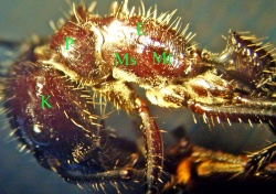 Seitenansicht von Kopf, Thorax und Petiolus. K = Kopf; P = Pronotum; Ms = Mesonotum; Mt = Metanotum; E = Epinotum.