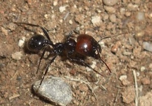 Major-Arbeiterin von Messor barbarus